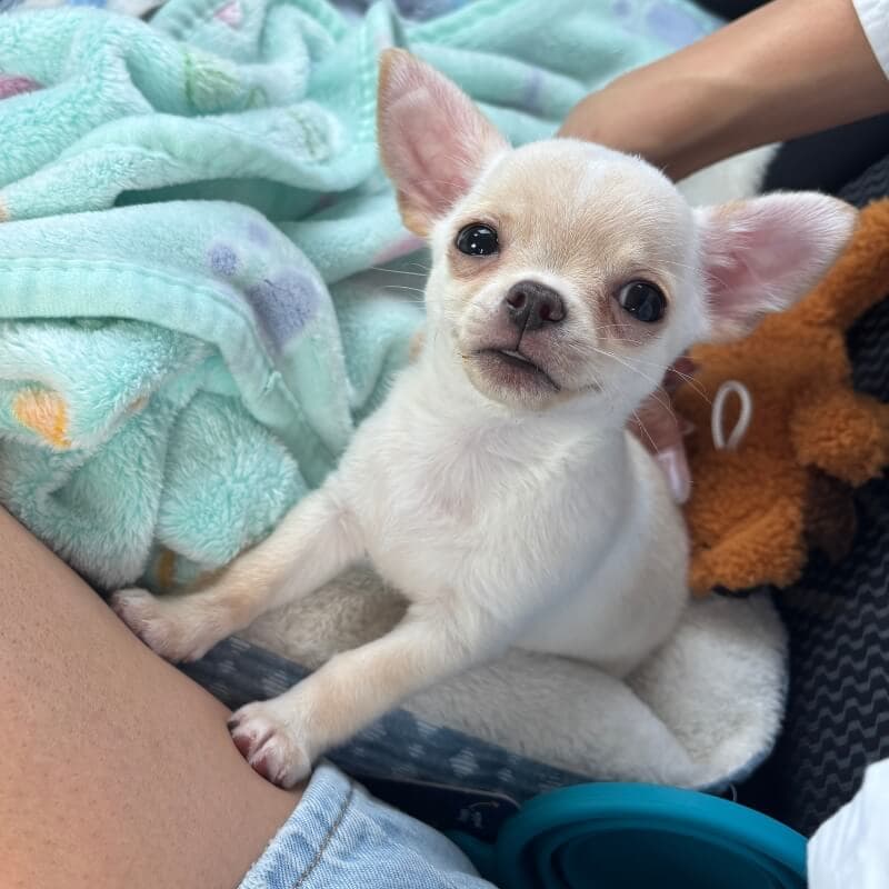 Ernie the Wawa Posing