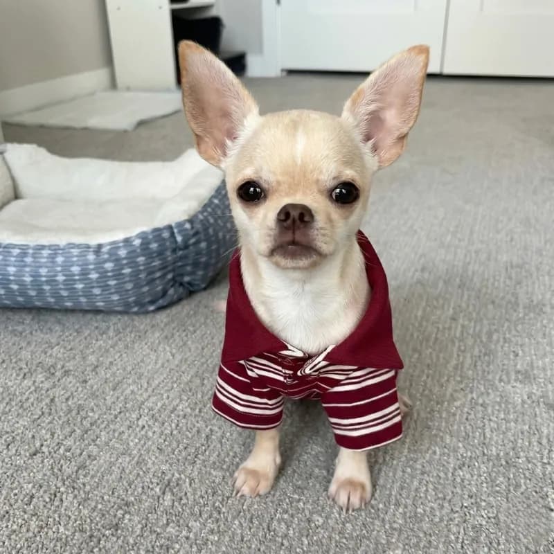 Fluffy Cream - Ernie's Pick