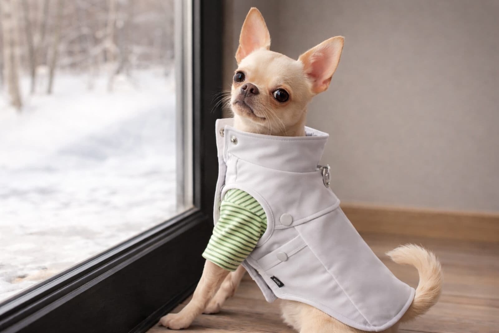 Why FluffyCream is One of My Favorite Small Dog Clothing Brands